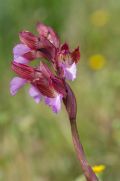 Anacamptis papilionacea